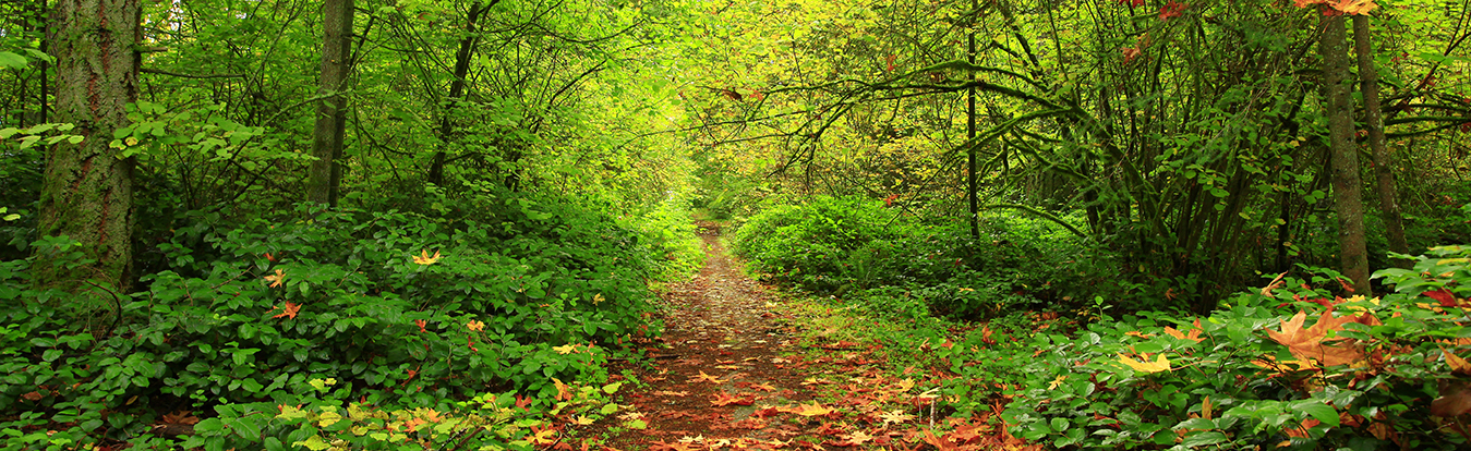Forest 1